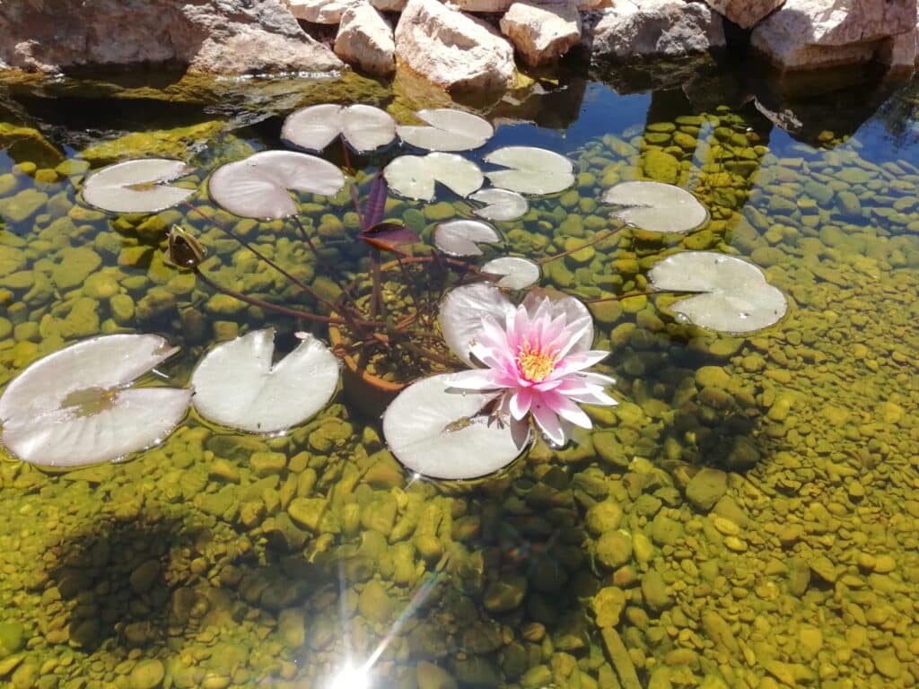 estanque tipo ecosistema
